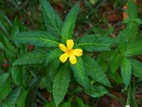 Gelbe Blüte am Wegrand - La Digue